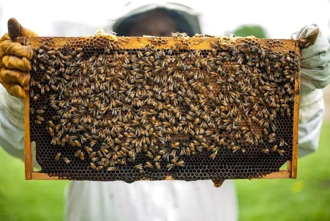 Honeybee in Honeyhive- Patanjali Honey is Pure and 100% Genuine